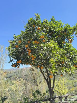  Botanical Garden of Crete  at Botanical Garden of Crete Restaurant in Crete
