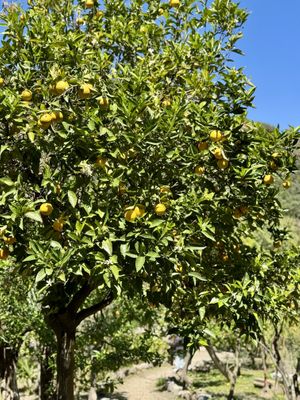  Botanical Garden of Crete  at Botanical Garden of Crete Restaurant in Crete
