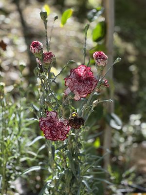  Botanical Garden of Crete  at Botanical Garden of Crete Restaurant in Crete