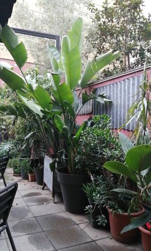 If you love plants, this is the terrace to be! at Vrutal - Poblenou in Barcelona