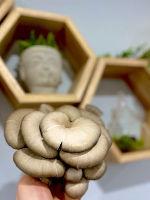 Oyster Mushrooms  at Vegunti in Morganville