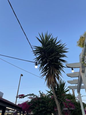 Nice atmosphere at Istros in Kos