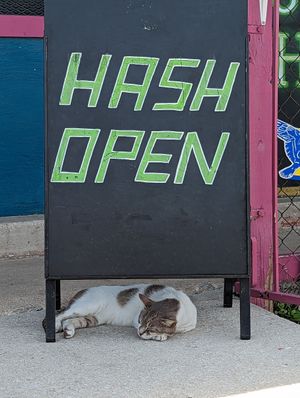 Smokey 🐱 at HASH - Vegan Eats SA in San Antonio