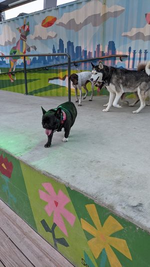 Big dog park at Bar K in Kansas City