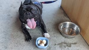 Nitro the frenchie and his doggy treat. at Bar K in Kansas City