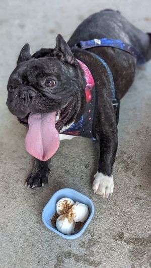 Nitro the frenchie and his doggy treat. at Bar K in Kansas City
