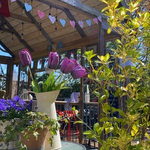  #Veganuary at Mimosa Tea Garden in Birkenhead