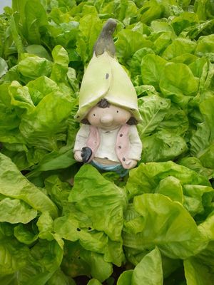 Salads from the organic garden at Garden Cottage in Povoa De Lanhoso
