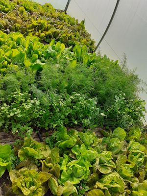 Our organics at Garden Cottage in Povoa De Lanhoso