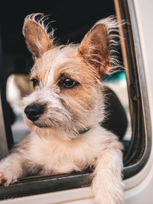 Rusty the cutest dog in the world at Amba Falafel in Fremantle
