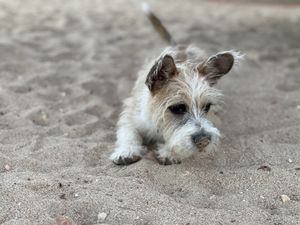 Rusty, the mascot at Amba Falafel in Fremantle
