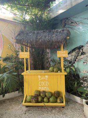 Cocos fríos   at Matcha Mama - Centro in Tulum