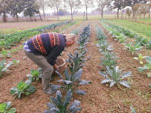 Vegetable organic garden at Agriturismo Biologico La Buona Terra in Cervarese Santa Croce