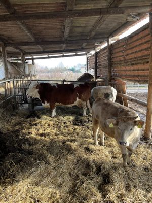 Una di loro si chiama Antonia  at Agriturismo Biologico La Buona Terra in Cervarese Santa Croce