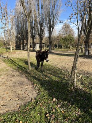Mariellaa  at Agriturismo Biologico La Buona Terra in Cervarese Santa Croce