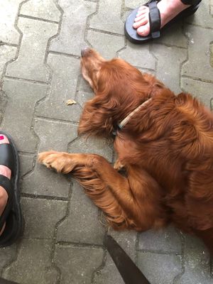 adorable dog, works at the restaurant, laid on my foot for a while it was so cute 🐶  at Miłość in Poznan