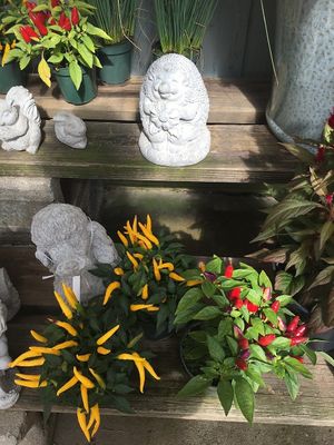 Chili peppers  at Burton Floral & Garden in Burton