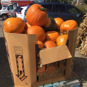 Pumpkins at Burton Floral & Garden in Burton