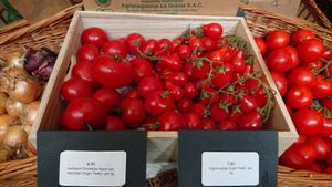 Home-grown tomatoes at Yadoki Bar & Shop in Mortsel