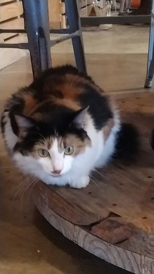  at Project Pollo in San Antonio