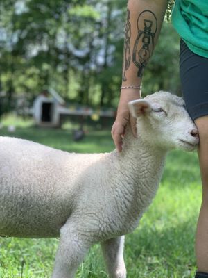 Mayday at Foreverland Farm in Amelia