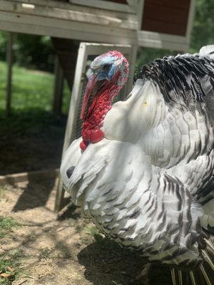 Rumor at Foreverland Farm in Amelia