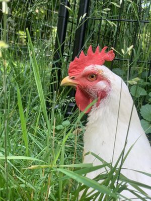 Billie at Foreverland Farm in Amelia