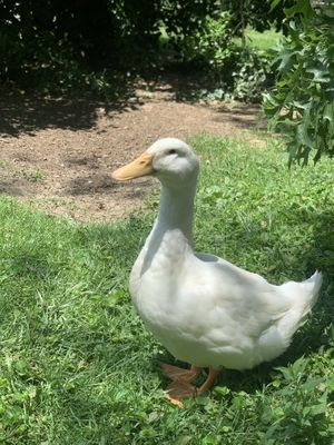 Puddles at Foreverland Farm in Amelia