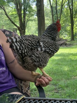 Love chickens at Foreverland Farm in Amelia