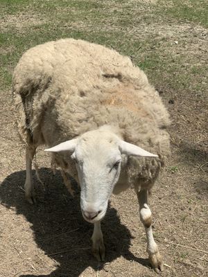 Marvel at Foreverland Farm in Amelia