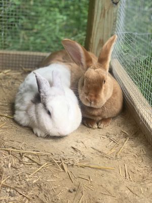 Bunnies at Foreverland Farm in Amelia