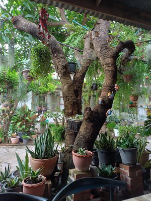  at Veggie Lover Cafe in Vientiane