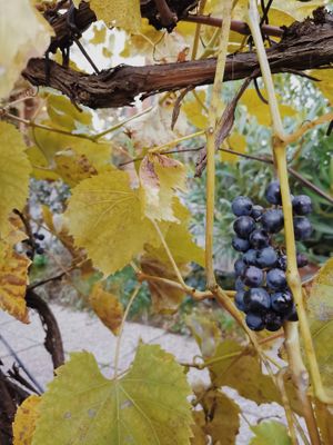Grapes at Weinbau Herrmann in Vienna