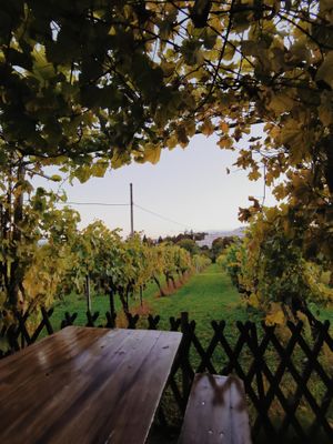 The view over the vinyard at Weinbau Herrmann in Vienna