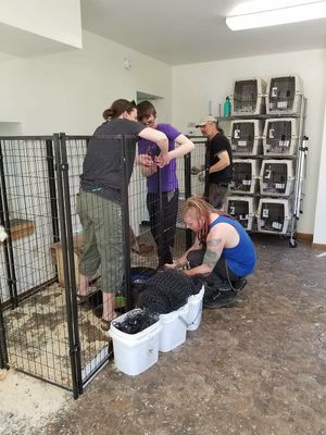 Volunteering at Chicken Run Rescue at Animal Rights Coalition in Minneapolis