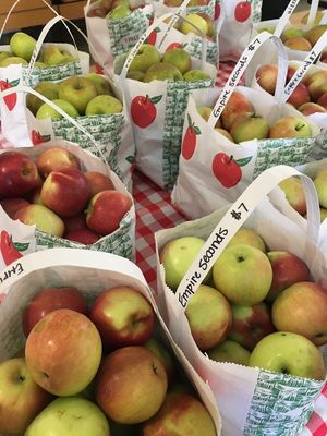 Apples at Beckwith Orchards Cider Mill in Kent