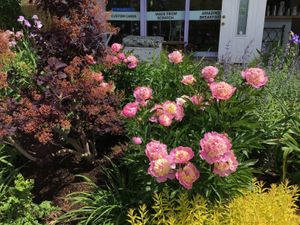 Peonies  at Laura & Tony's Kitchen in Eastham