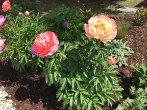 More Peonies !! at Laura & Tony's Kitchen in Eastham