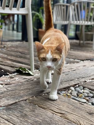 One of the cats   at The Road Less Travelled in Koh Samui