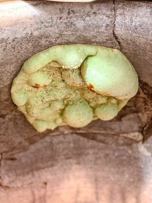 March green Naan Month  at Greenhaus Eatery in San Diego