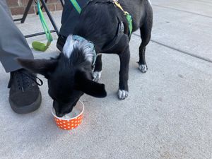They even gave our pup some vegan whipped cream😄 at iFreeze Creamery - 15 Mile in Royal Oak