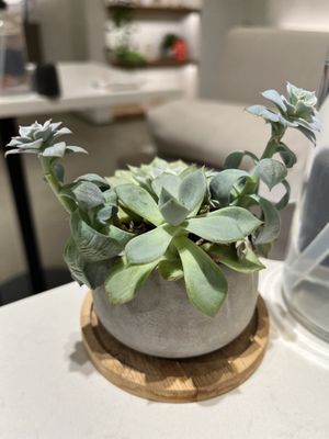  #Veganuary at Sutra in New York City