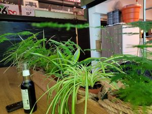  at All Vegan in Hannover