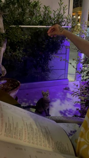   at Sala Thai in Paphos