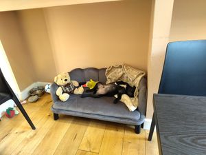 The local dog, having sweet dreams at efrem in Turin