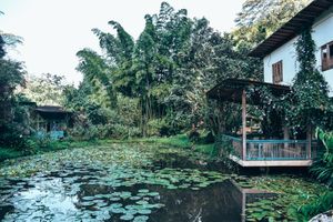 The pond with lotus and koi fish at Charco Corazon in Jardin