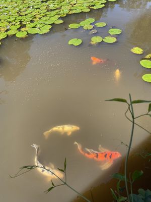 Peces at Charco Corazon in Jardin