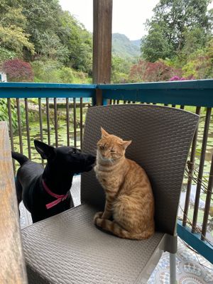 2 de los 4 animales  at Charco Corazon in Jardin