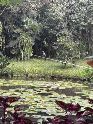   at Charco Corazon in Jardin