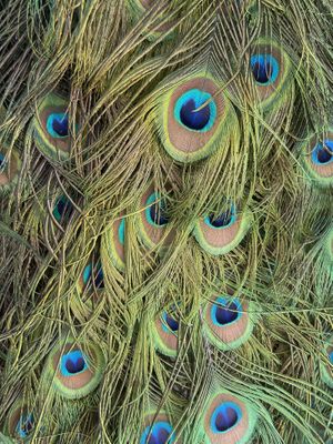   at The Farm at San Benito in Lipa City